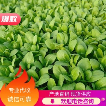 上海青油菜青梗青叶产地直供永不断货可提供增发票