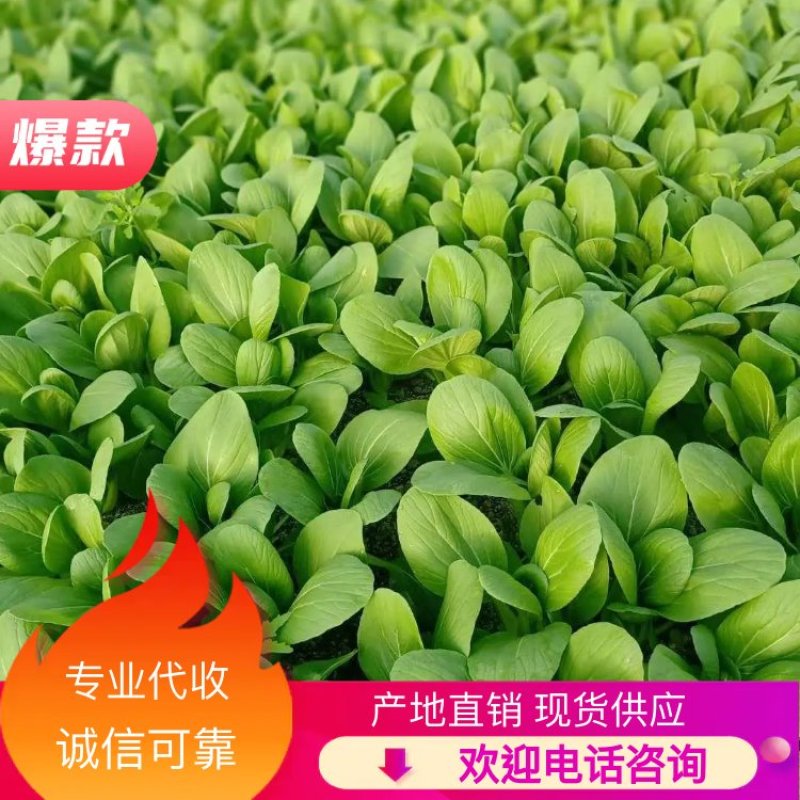 上海青油菜青梗青叶产地直供永不断货可提供增发票