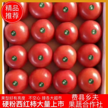 硬粉红西红柿,果型好’有亮度不空心，接各大超市