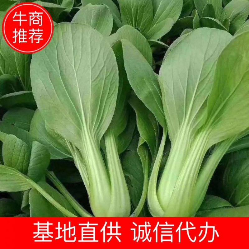 山东曹县大量供应现摘上海青专业实力代收拥有大型冷库