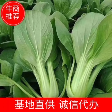 山东曹县大量供应现摘上海青专业实力代收拥有大型冷库