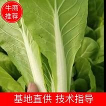 (精品）山东曹县快菜小青菜供货代办、全国发货量大从优