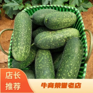 精品新苗基地毛节瓜上市，一手货源，全国代发。量大优惠！