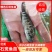 石斑鱼苗淡水石斑鱼苗优质石斑鱼苗抗病毒苗
