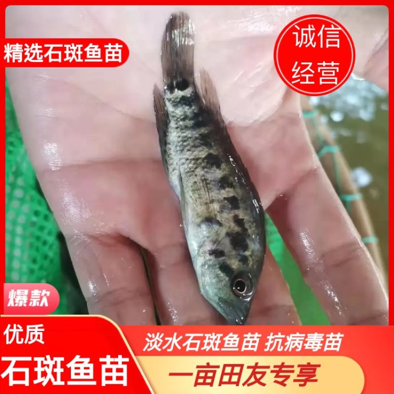 石斑鱼苗淡水石斑鱼苗优质石斑鱼苗抗病毒苗