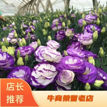 洋桔梗苗颜色多选质量保证成活率高，量大从优欢迎选购！