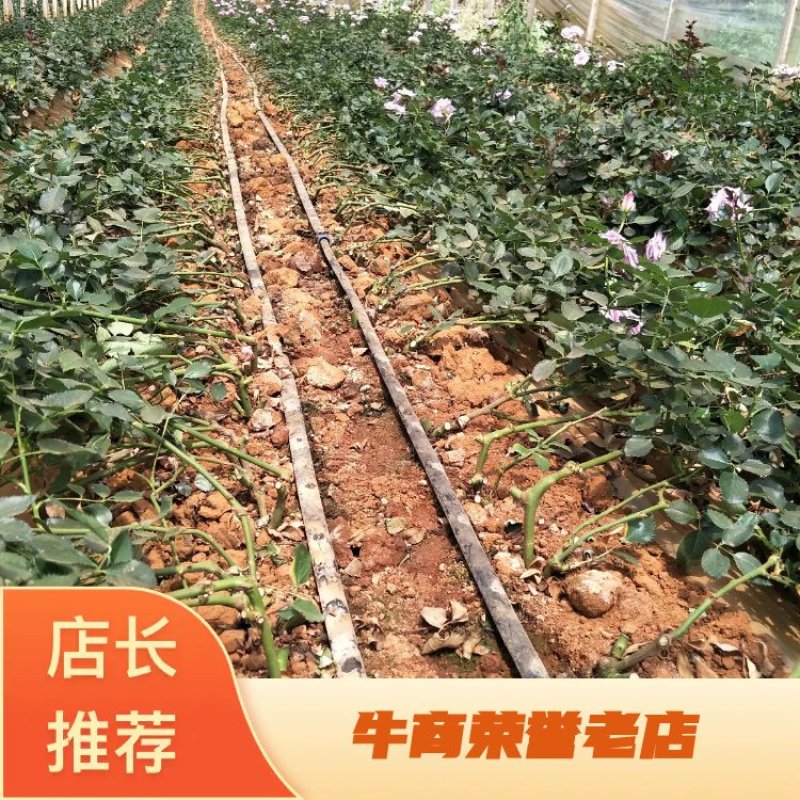玫瑰苗老根月季大苗老根盆景工程1-3年苗常年