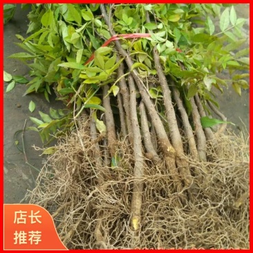 【精选狮子头花椒苗】陕西狮子头花椒苗自家苗圃现挖现发