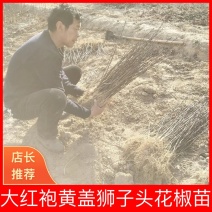陕西韩城大红袍黄盖狮子头花椒苗0.4公分到0.8公分粗