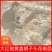 陕西韩城大红袍黄盖狮子头花椒苗0.4公分到0.8公分粗