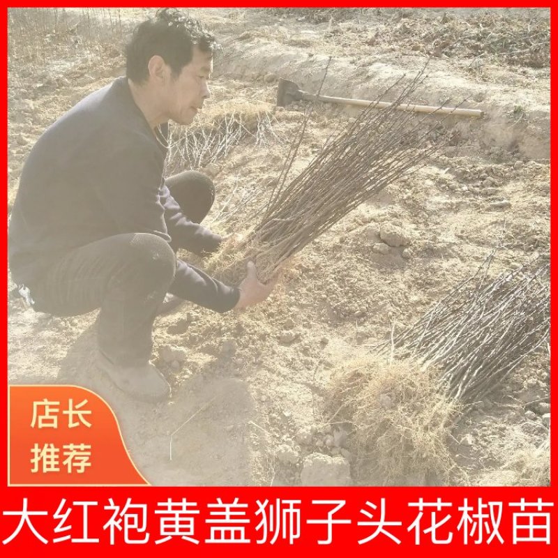 陕西韩城大红袍黄盖狮子头花椒苗0.4公分到0.8公分粗