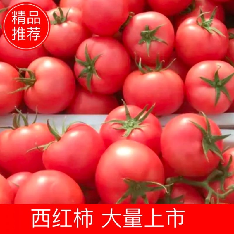 西红柿【推荐】诚信良心果蔬供应费县硬粉西红柿【坏烂包赔】