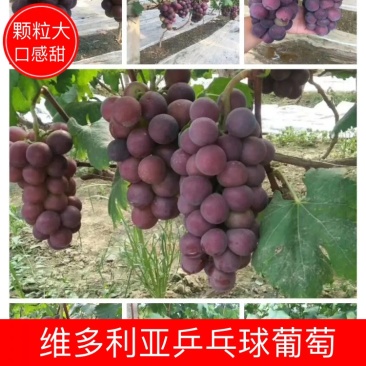 藤稔乒乓球新鲜上市，产地直发，大量有货，