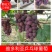 藤稔乒乓球新鲜上市，产地直发，大量有货，