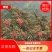 正宗无刺(黄盖狮子头)花椒苗当年结果保品种保湿邮寄