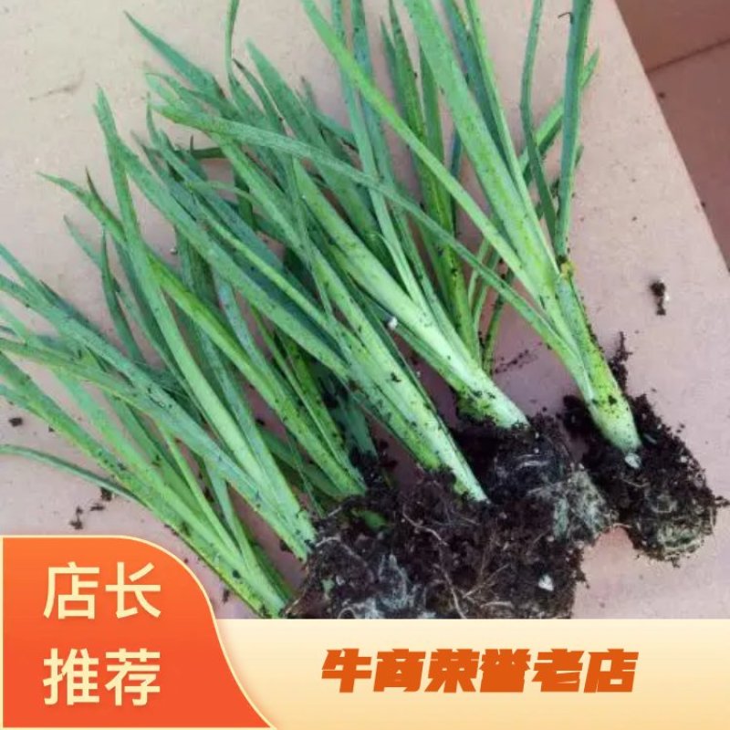 康乃馨种苗颜色齐全，价格合理量大从优！