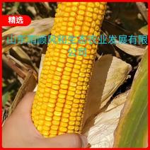 晋单78高产玉米种子矮杆大棒马齿细轴千粒重大