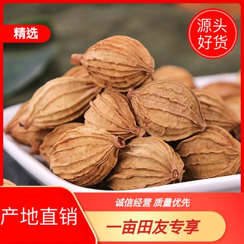 云南砂仁春砂仁香砂仁无硫砂仁破壳少合作社基地生产