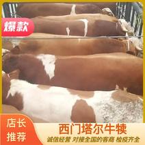【热销】牛犊西门塔尔牛犊，400-500斤的正宗的西门塔