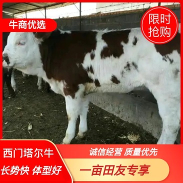 肉牛、西门塔尔牛、纯种牛、长势快、体型好