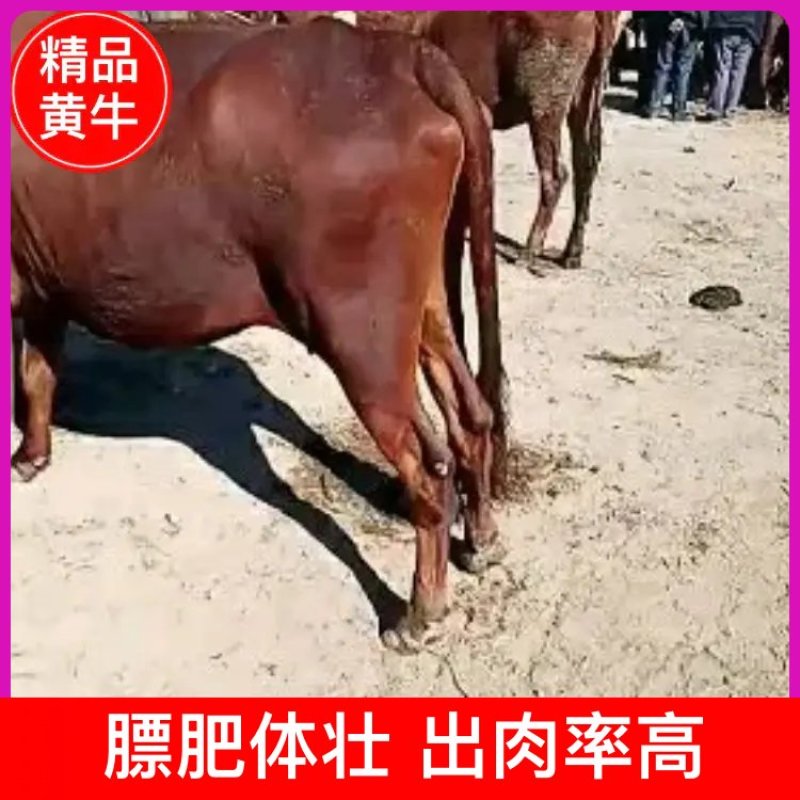 【推荐】黄牛肉牛大量上市保质保量，量大从优，欢迎挑选购