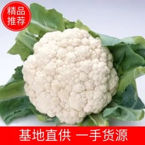 【推荐】陕西菜花实花包叶菜花1～3斤叶小根平大量有货