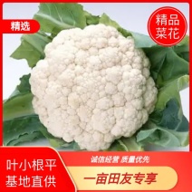 【精品】菜花包叶菜花叶小根平1～3斤大量有货