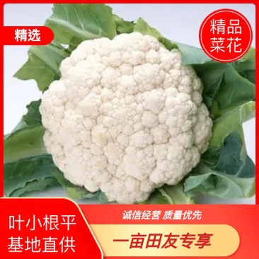 实菜花实花菜小包叶菜花叶小根平1～3斤大量有货