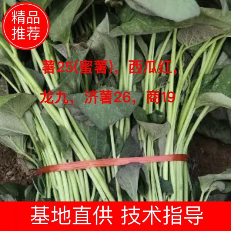 脱毒烟薯25(蜜薯)，西瓜红，龙九，济薯26，商19，哈