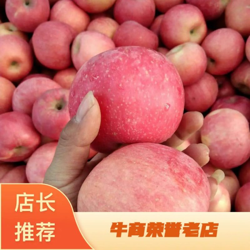 红富士苹果货源充足保质保量，口感脆甜，地头看货，价格可议