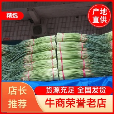 河南中牟红帽蒜薹大量上市产地直供保证质量合作共赢