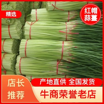 河南中牟红帽蒜薹产地直供货源充足已质量生存。