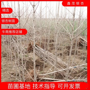 银杏树小苗1-8公分清地处理，各种规格供应，直发价格低