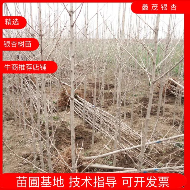 银杏树小苗1-8公分清地处理，各种规格供应，直发价格低