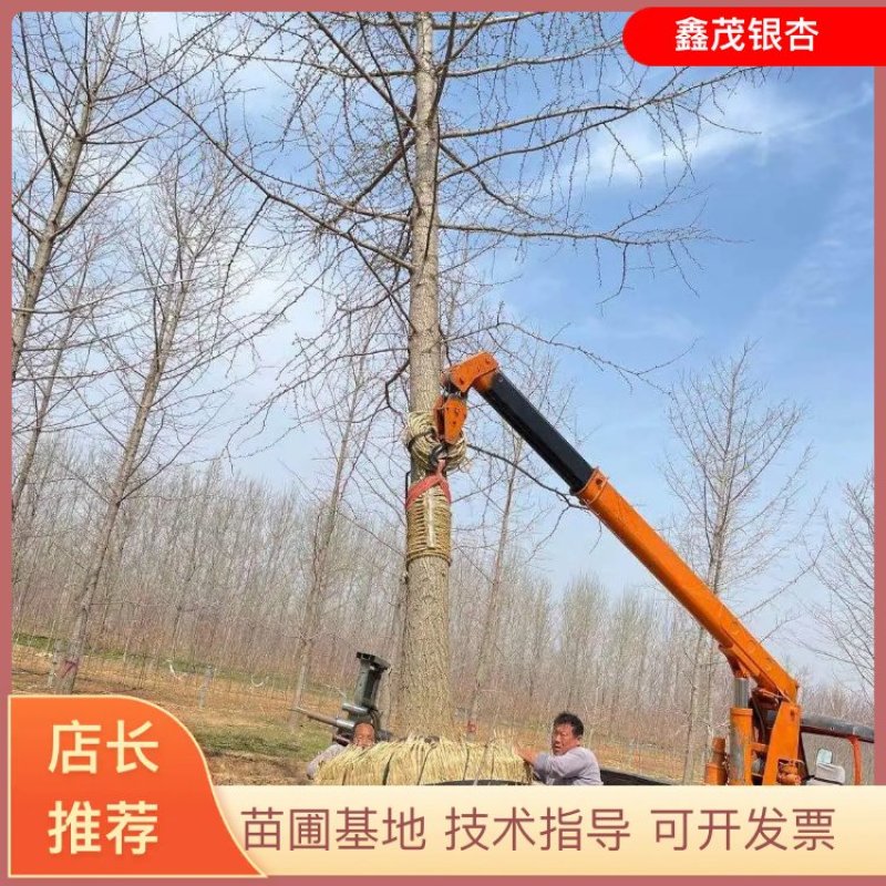 【精品】银杏树10-35公分原树型好价格低基地直供