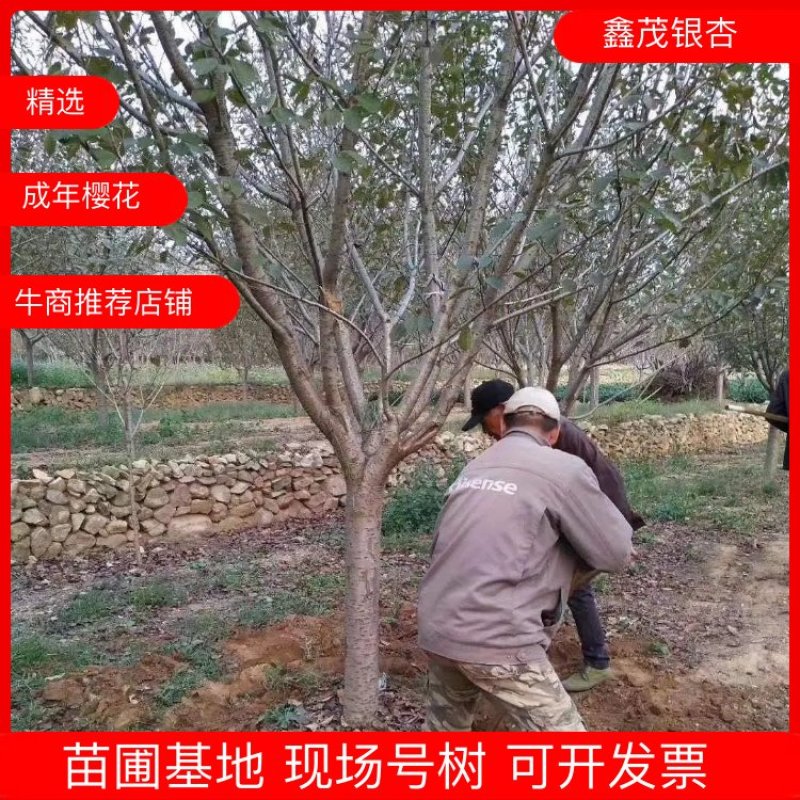 苗圃基地供应成年樱花树早樱晚樱4-16各种规格