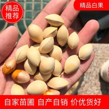 【有好货】大量供应白果银杏果邳州原产地发货
