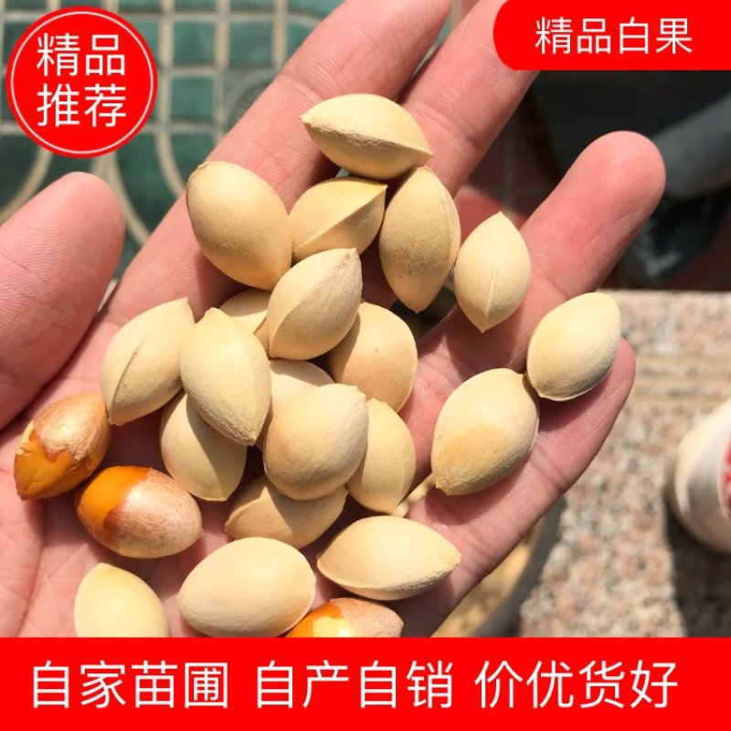 【有好货】大量供应白果银杏果邳州原产地发货