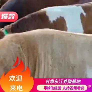 （正宗的西门塔尔牛），活牛长期出售肉牛，肉公牛肉母牛