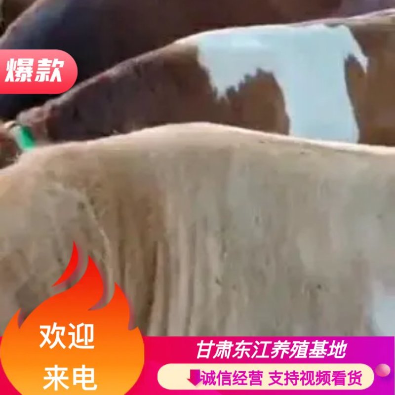 （正宗的西门塔尔牛），活牛长期出售肉牛，肉公牛肉母牛