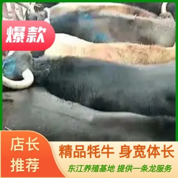 犏牛的正宗的牦牛,发育成长快,一年能长一千多斤,肉质鲜嫩