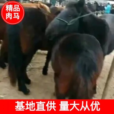 【甘肃肉马)马驹现货供应价格优惠欢迎咨询挑选购买