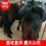 【甘肃肉马)马驹现货供应价格优惠欢迎咨询挑选购买