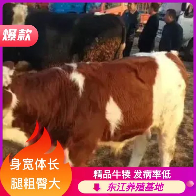 牛犊，西门塔尔，夏洛莱，身宽体长腿粗臀围大放心挑选