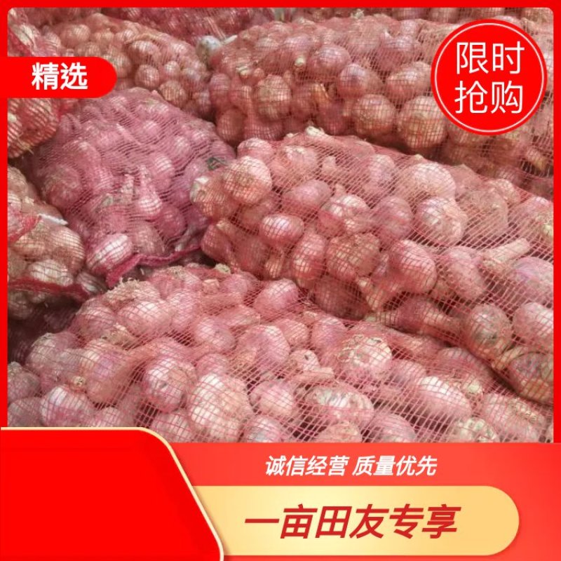 中牟紫皮蒜万亩基地货源充足紫皮蒜5cm~6cm干货