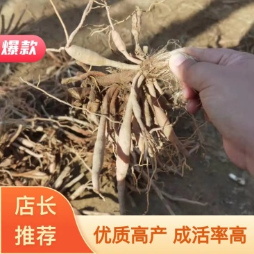 优质高产量黄花菜种苗，耐高温，耐干旱，成活率高，分根明确