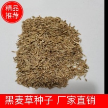 黑麦草草籽，多年生黑麦草，一年生黑麦草，