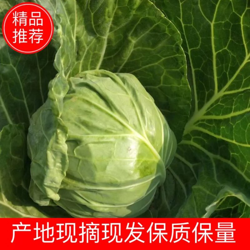 甘蓝、圆包菜、莲花白、产地现砍现发、欢迎实地考察视频看货