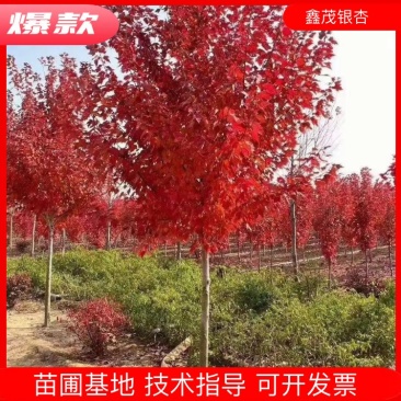 红枫苗红冠扦插苗美国红枫小苗基地出售苗圃直发