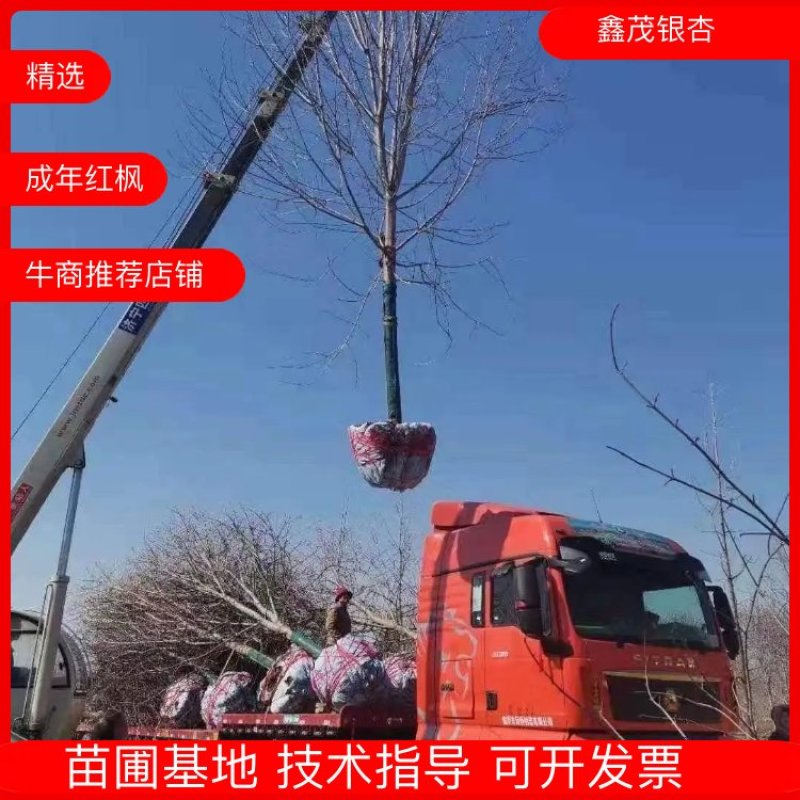 美国红枫红冠红枫5-25公分苗圃直发